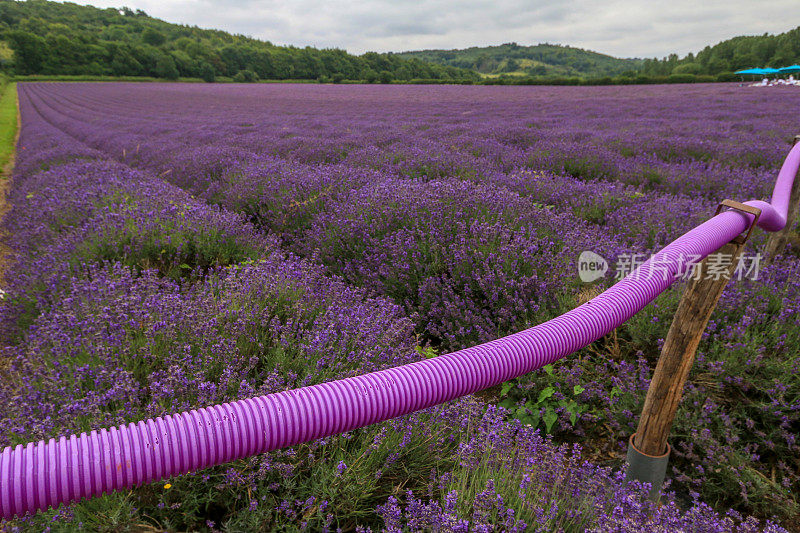 英格兰恩斯福德的Lavendar Fields